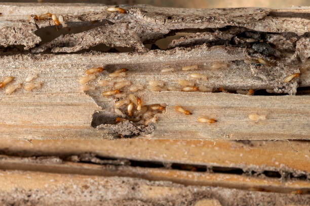 Best Termite Control Services  in Shippensburg University, PA